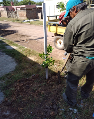 Soluciones Urbanas: Promoción del arbolado urbano en Ceres, Argentina